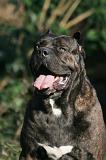 CANE CORSO 1422